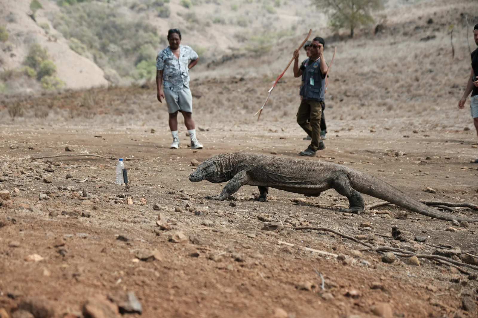 Komodo
